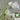 Hezhichun Cosmos bipinnatus 'Cupcakes White' Seeds, 1g