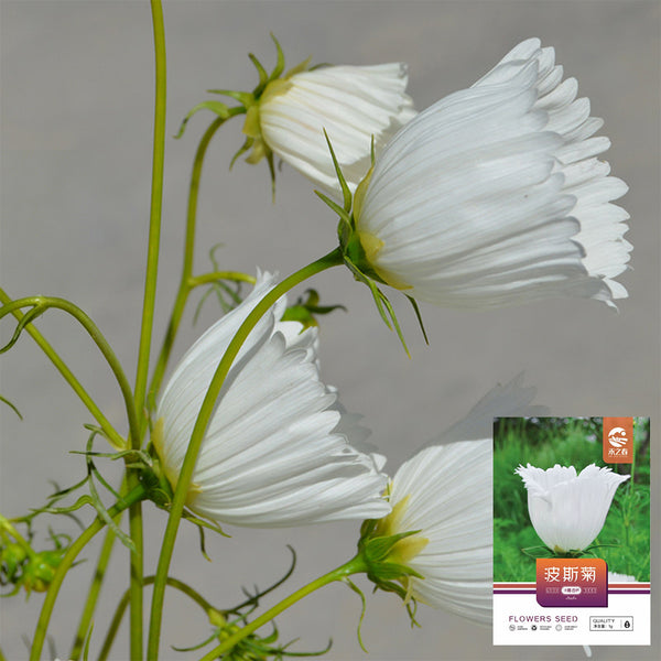 Hezhichun Cosmos bipinnatus 'Cupcakes White' Seeds, 1g