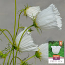 Hezhichun Cosmos bipinnatus 'Cupcakes White' Seeds, 1g