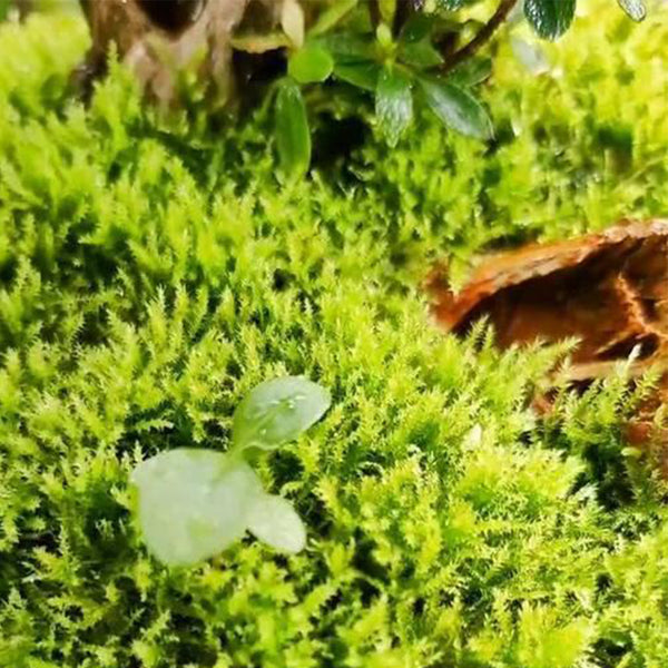 Short-stemmed Moss Seeds, 500 Seeds