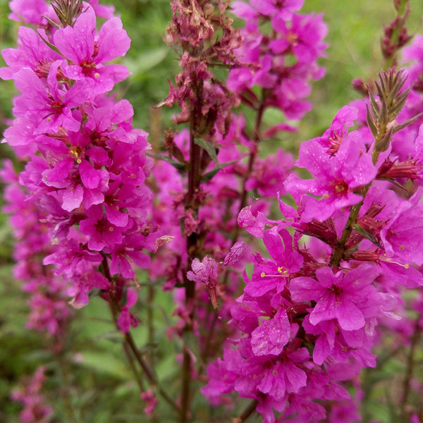 Purple Loosestrife Seeds, 500 Seeds
