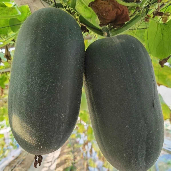'Xiaoyou' Small Wax Gourd Seeds, 100 Seeds