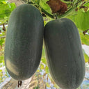 'Xiaoyou' Small Wax Gourd Seeds, 100 Seeds