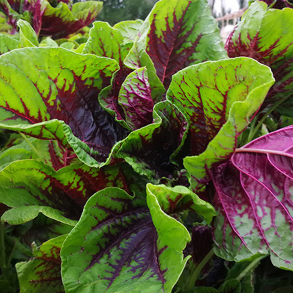 Red-Green Round-leaf Amaranth Seeds, 50g