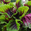 Red-Green Round-leaf Amaranth Seeds, 50g