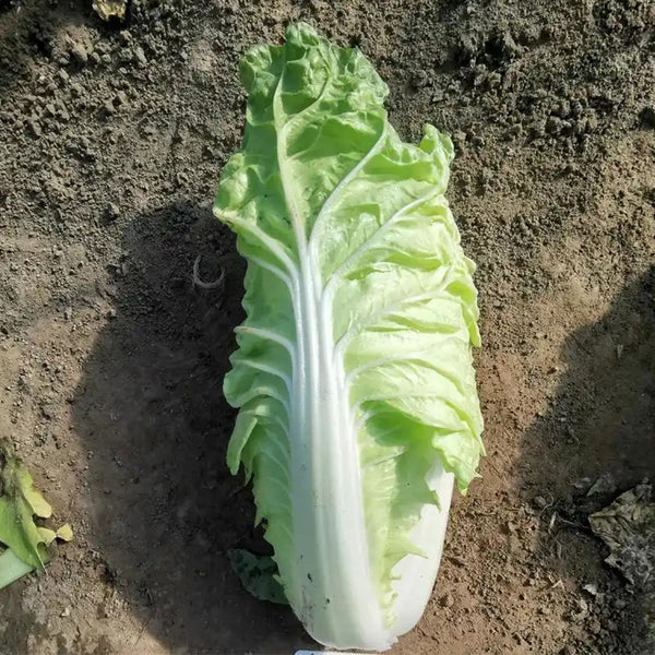 'Jiaoyan Guifei' Baby Cabbage Seeds, 10g