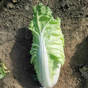 'Jiaoyan Guifei' Baby Cabbage Seeds, 10g