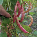 Red Golden Hook Kidney Bean Seeds, 10g Per Bag