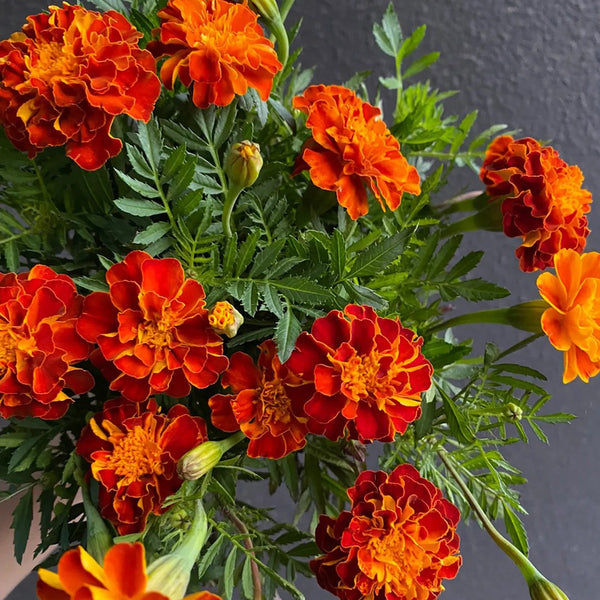 Red Double French Marigold, 200 Seeds