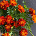 Red Double French Marigold, 200 Seeds