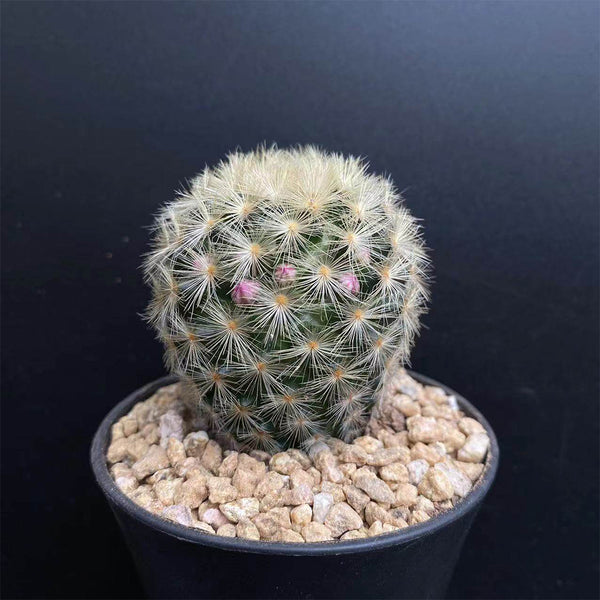 Mammillaria carmenae, 3-4cm