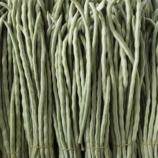 'Jiemei' Glossy White Long Bean Seeds, 20g