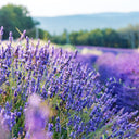 Narrowleaf Lavender, 200 Seeds