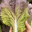 Purple-leaf Quick-growing Bok Choy Seeds, 10g