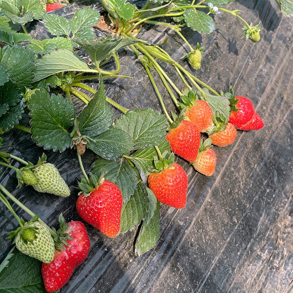 Four Seasons Cream Strawberry, 200 Seeds