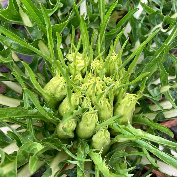Puntarelle Chicory, 50 Seeds