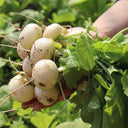 Dongsheng Baby Turnip Seeds, 10g