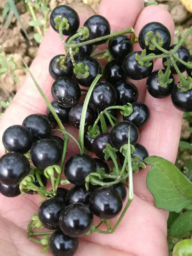 Black Nightshade