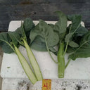 Sweet-Crispy 'Zhouye' Chinese Kale Seeds, 10g
