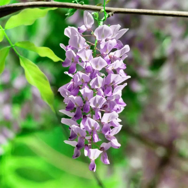 Chinese wisteria (Wisteria sinensis) Seeds, 50 Seeds