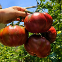 Cherokee Purple Tomato, 5 Seeds