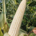 Huanuo No.2 Waxy Corn Seeds, 200g