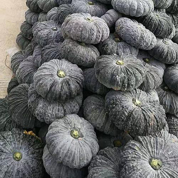 Honey Black No.2 Pumpkin Seeds, 10g