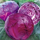 Violet Cabbage Seeds, 5 × 200-seed Bags