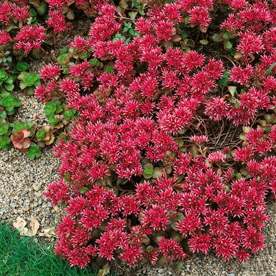 Ornamentals