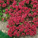 'Summer Glory' Stonecrop, 20 Seeds