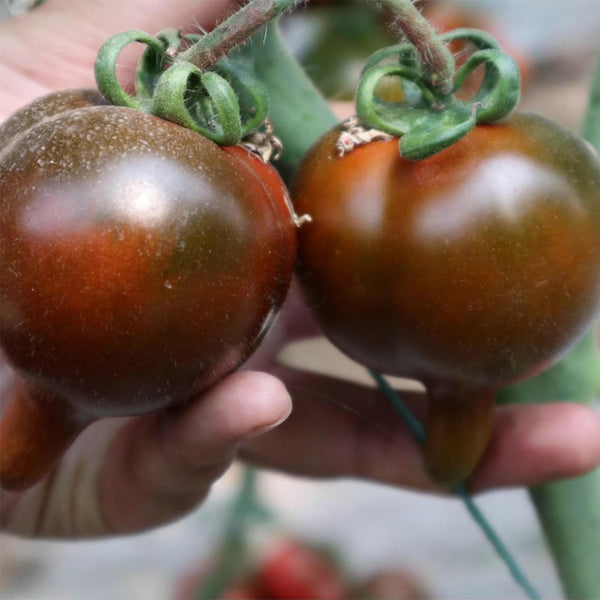 Purple Peach Tomato, 5 Seeds