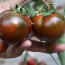 Purple Peach Tomato, 5 Seeds