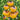 121 Sgt. Pepper's Yellow Tomato, 5 Seeds