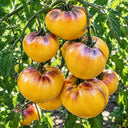 121 Sgt. Pepper's Yellow Tomato, 5 Seeds