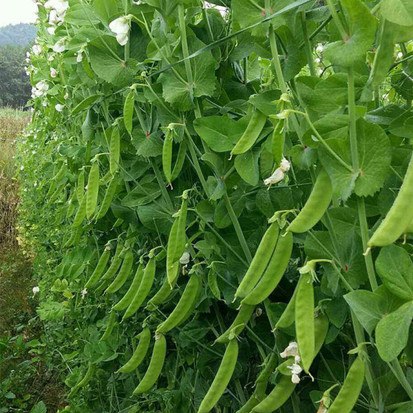 Sweet & Crispy Snow Pea Seeds, 10g Per Bag