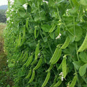 Sweet & Crispy Snow Pea Seeds, 10g Per Bag