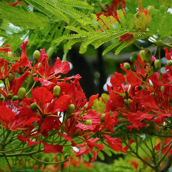 Royal Poinciana, 50 Seeds