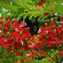 Royal Poinciana, 50 Seeds