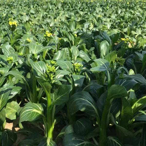 Meiqi No.1 Sweet Choy Sum Seeds, 10g