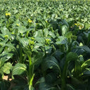 Meiqi No.1 Sweet Choy Sum Seeds, 10g
