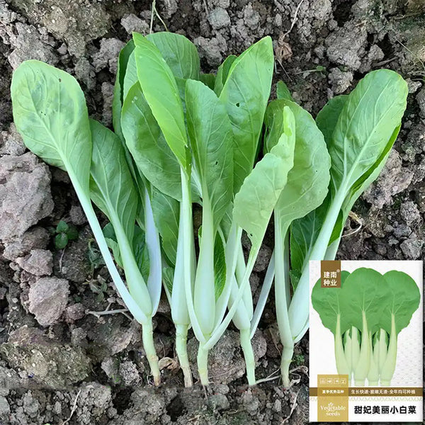 Tianfei Beautiful Pakchoi Seeds, 10g
