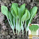 Tianfei Beautiful Pakchoi Seeds, 10g