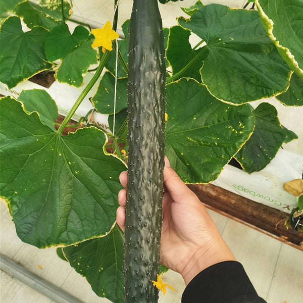 'Boya 816' Cucumber, 50 Seeds