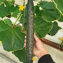 'Boya 816' Cucumber, 50 Seeds