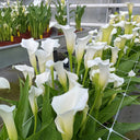 'White Art' Calla Lily, 16/18cm Circumference, 1 Bulb