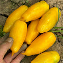 Yellow Banana Tomato, 20 Seeds