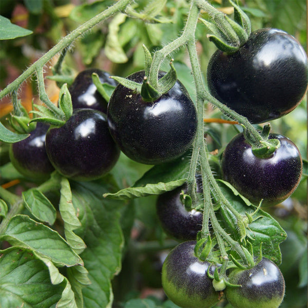 Black Knight Tomato Seeds, 25 Seeds
