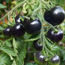 Black Knight Tomato Seeds, 25 Seeds