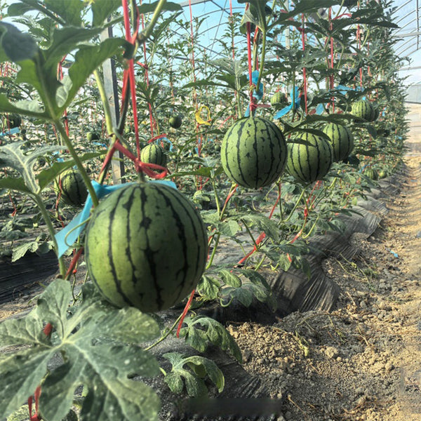 Rainbow Gift Watermelon Hybrid F1 Seeds, 20 Seeds