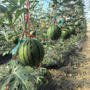 Rainbow Gift Watermelon Hybrid F1 Seeds, 20 Seeds
